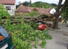 Kwikfynd Tree Cutting Services
princeshill