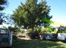 Kwikfynd Tree Management Services
princeshill